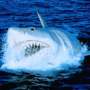 大白鲨4