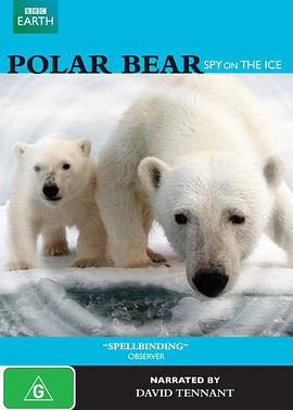 Polar Bear Spy on the Ice