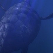 深海巨灵大海龟