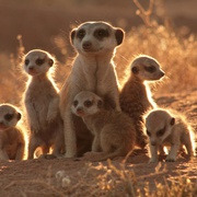 The Meerkats