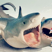 夺命六头鲨