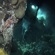 深海异形