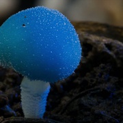 神奇的真菌